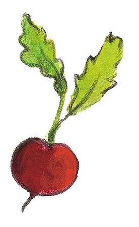 Radieschen_S55