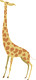 CC-Giraffe